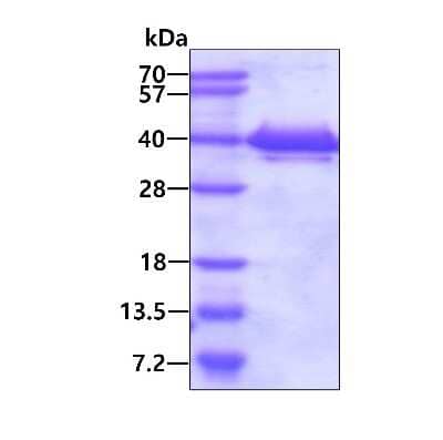 SDS-Page: Recombinant Human TXNL1 His Protein [NBP1-50972] - 3ug by SDS-PAGE under reducing condition and visualized by coomassie blue stain.